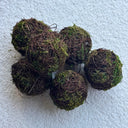Decorative Moss Balls