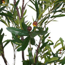 Fluid Home Interiors - Faux Mediterranean Olive Fruit Tree 6ft - Libra Interiors